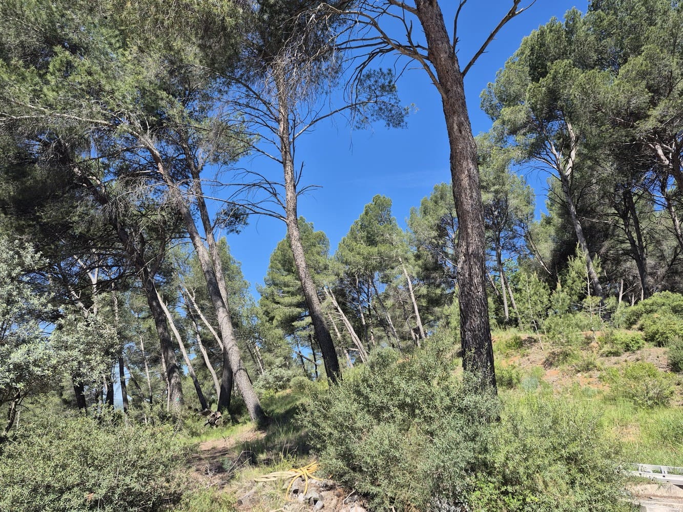 Pinède méditerranéenne de deux hectares surplombant le restaurant La Garrigue à Aix-en-Provence