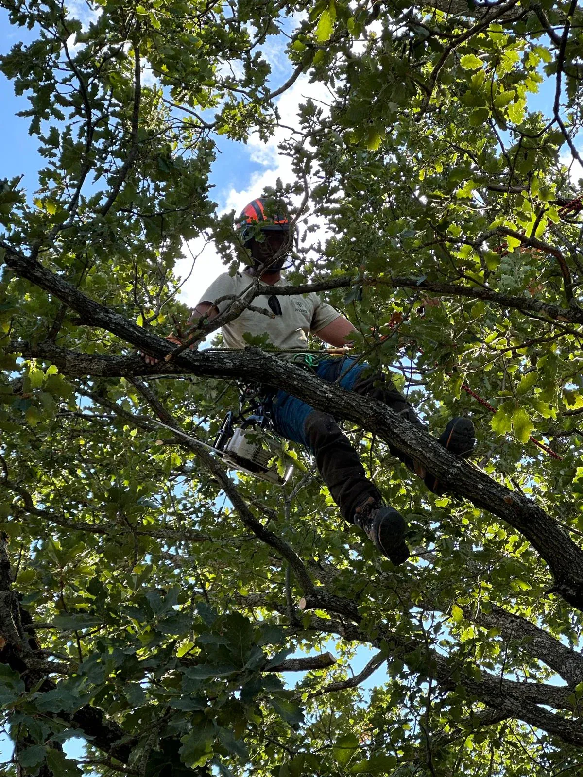 Intervention dans un arbre — photographie ARBO’RISE