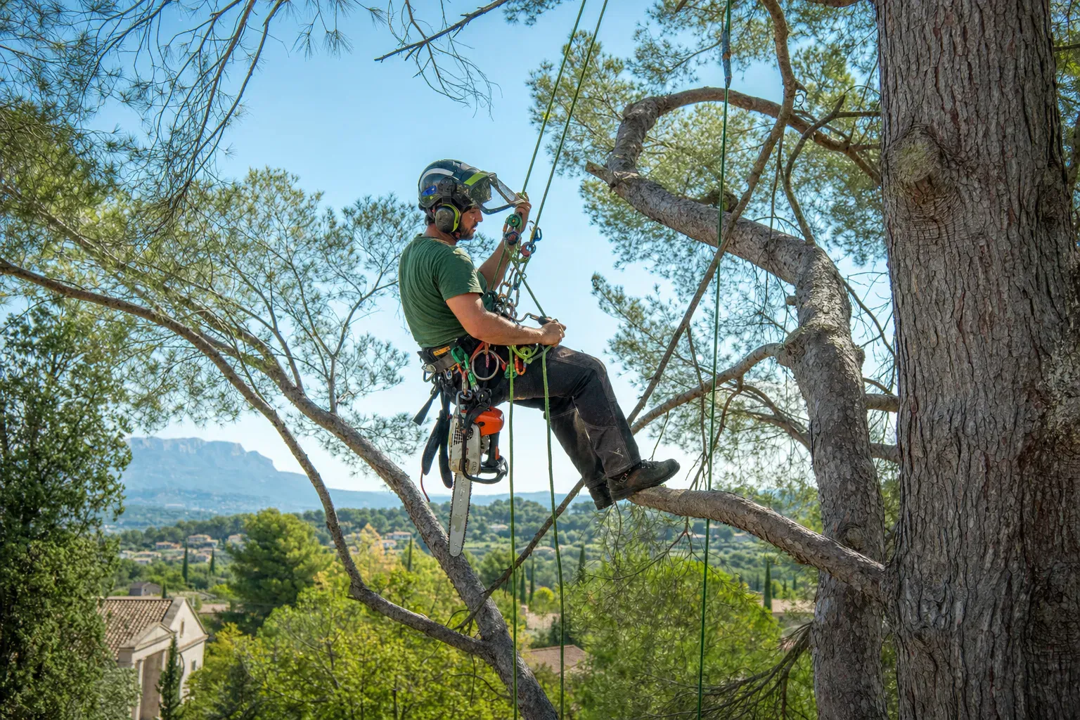 Qu’est-ce qu’un arboriste grimpeur ? Le métier expliqué
