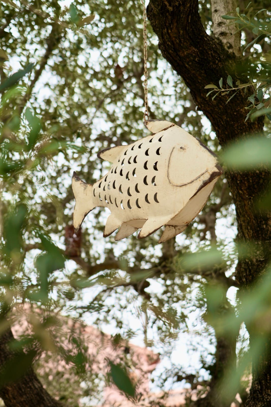 The fish lantern hanging in the olive tree