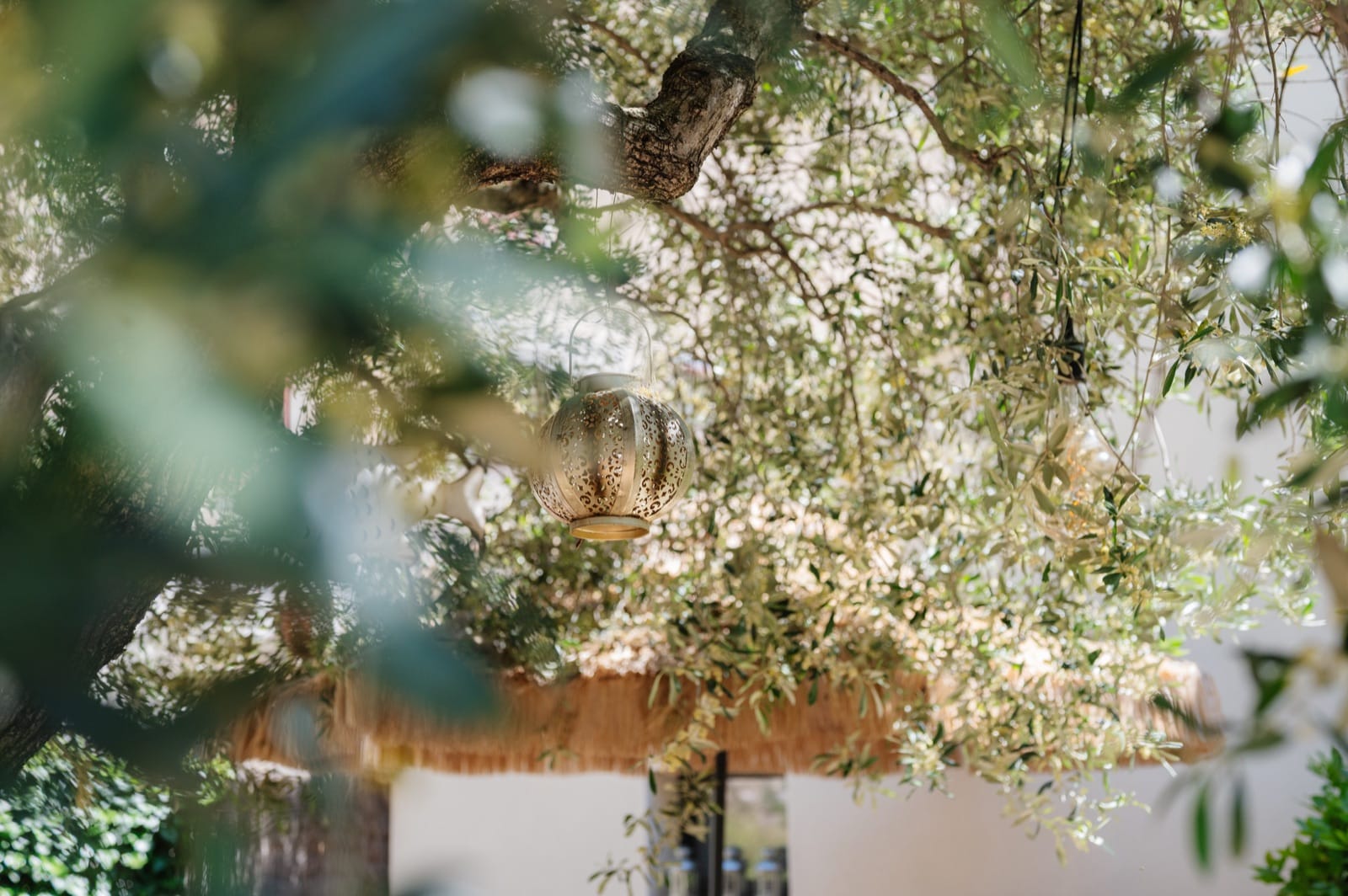 The wicker pendant light nestled in the branches of the olive tree