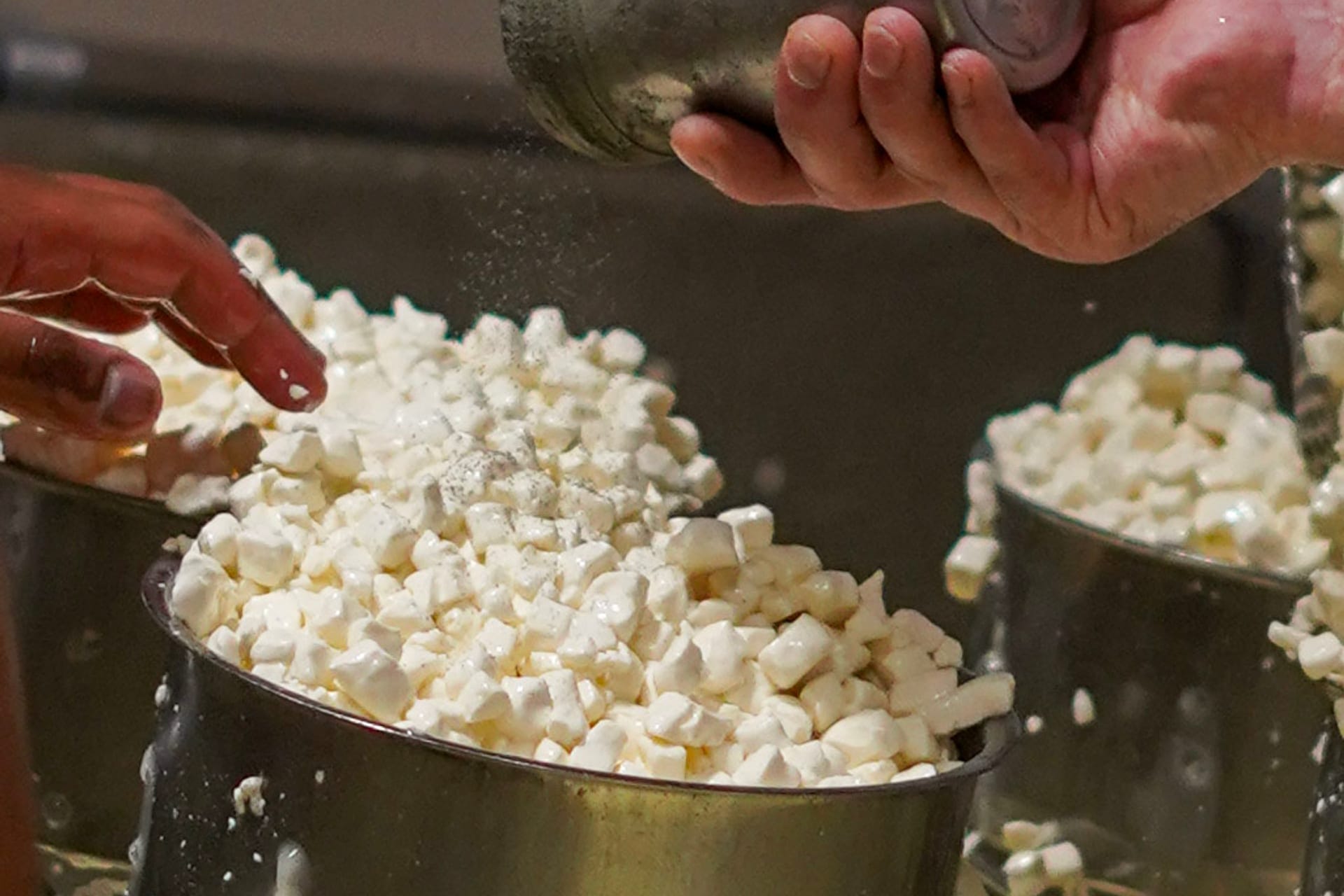 Pénicillium roqueforti cultivé sur du pain de seigle
