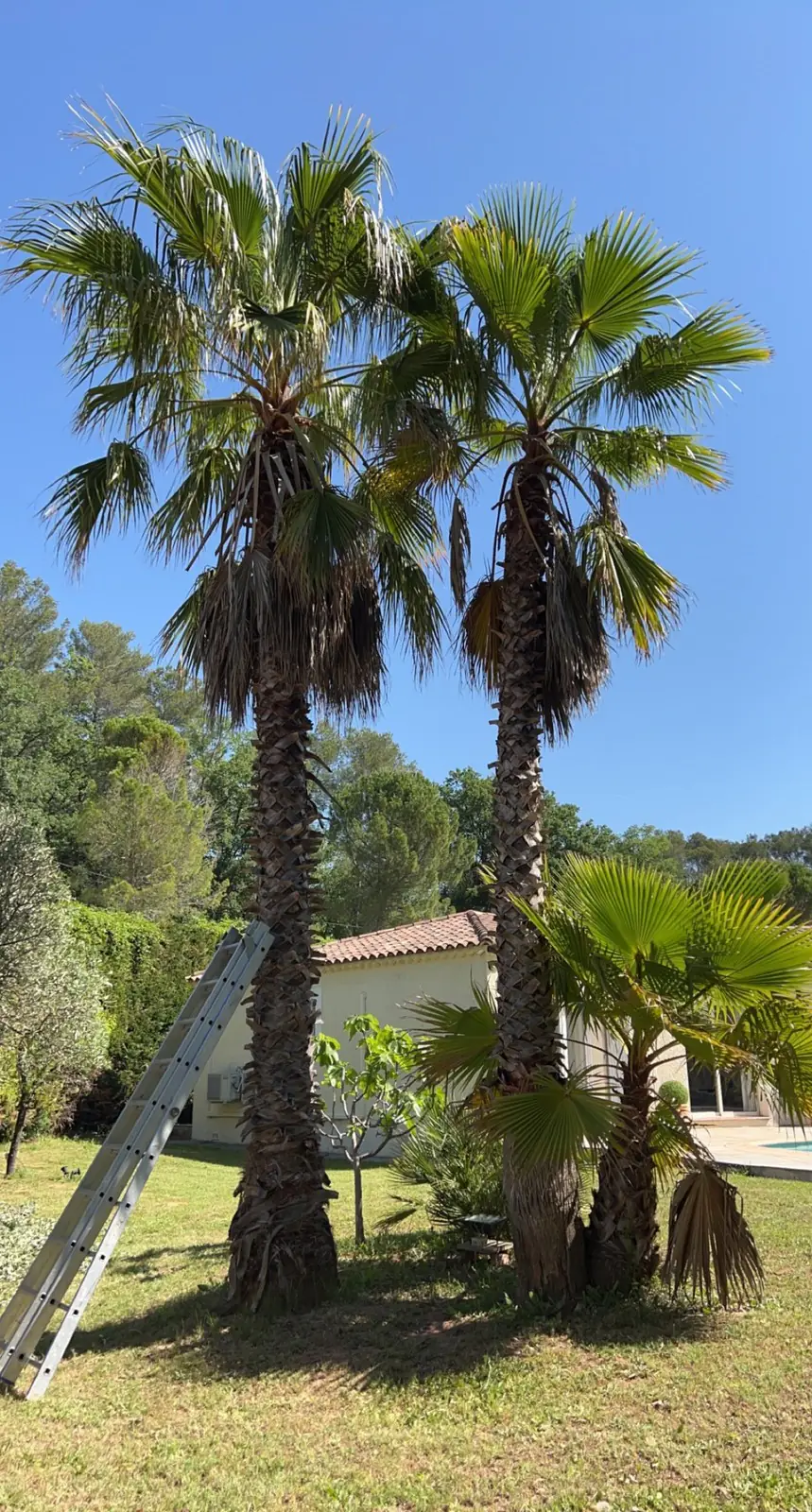 Deux palmiers élagués devant une villa