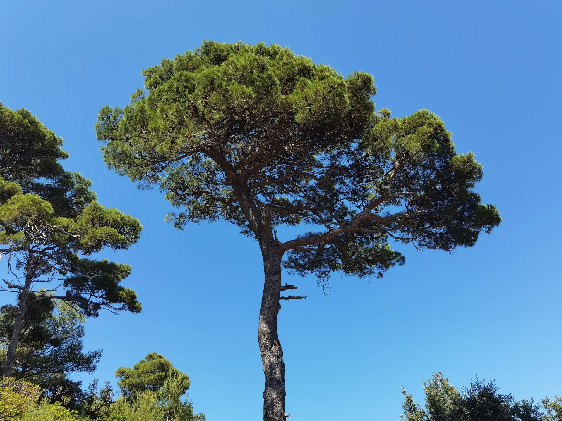 Pin parasol sur ciel bleu