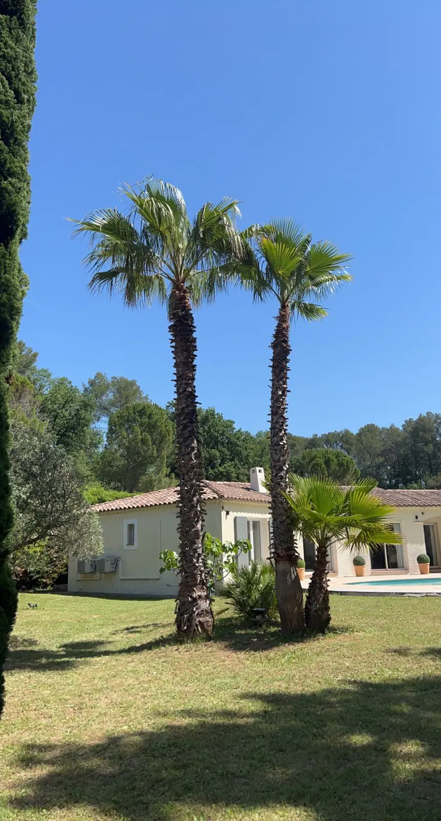 Palmiers élagués devant une villa avec piscine
