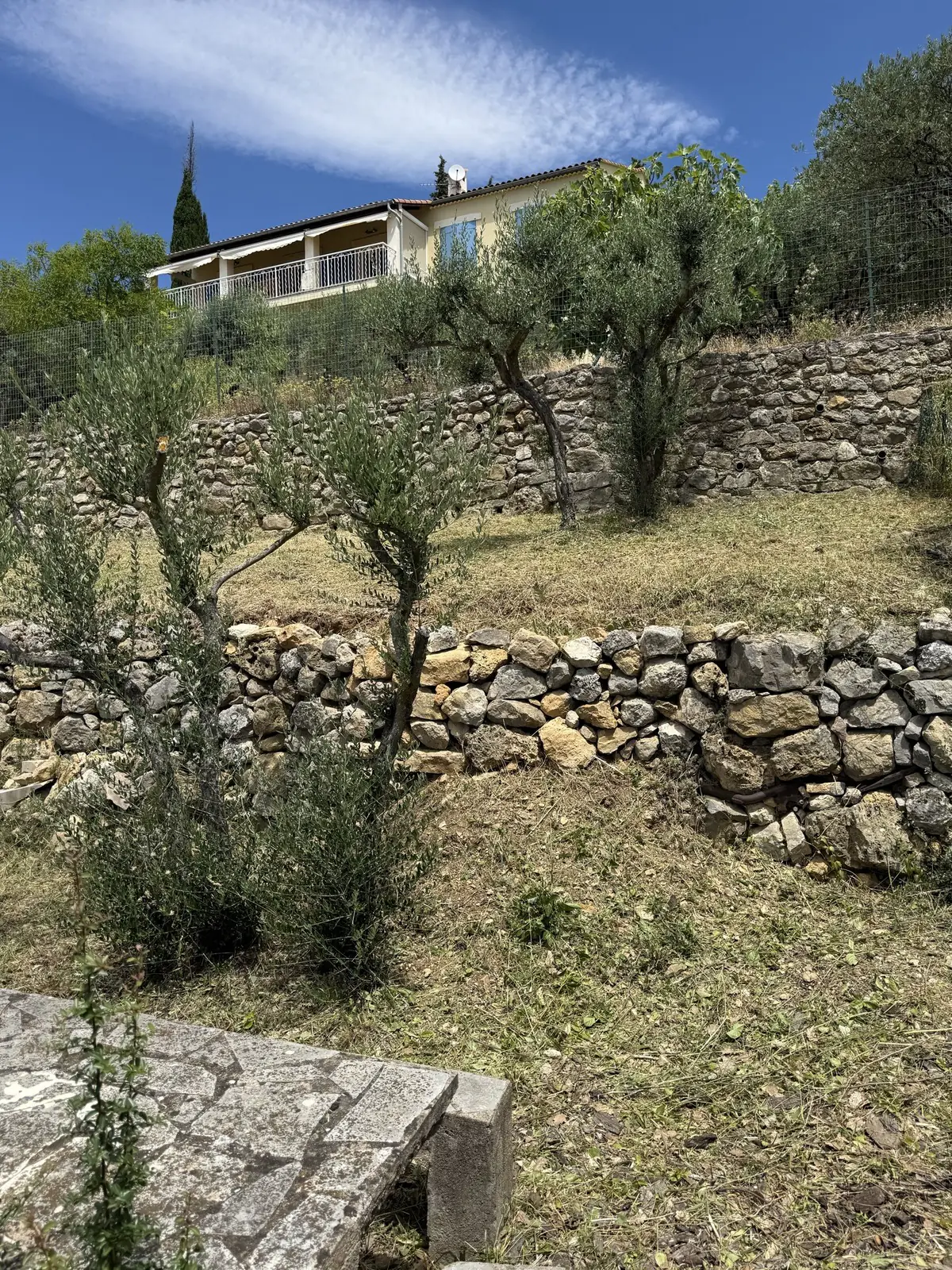 Restanques en pierre sèche débroussaillées, oliviers et villa