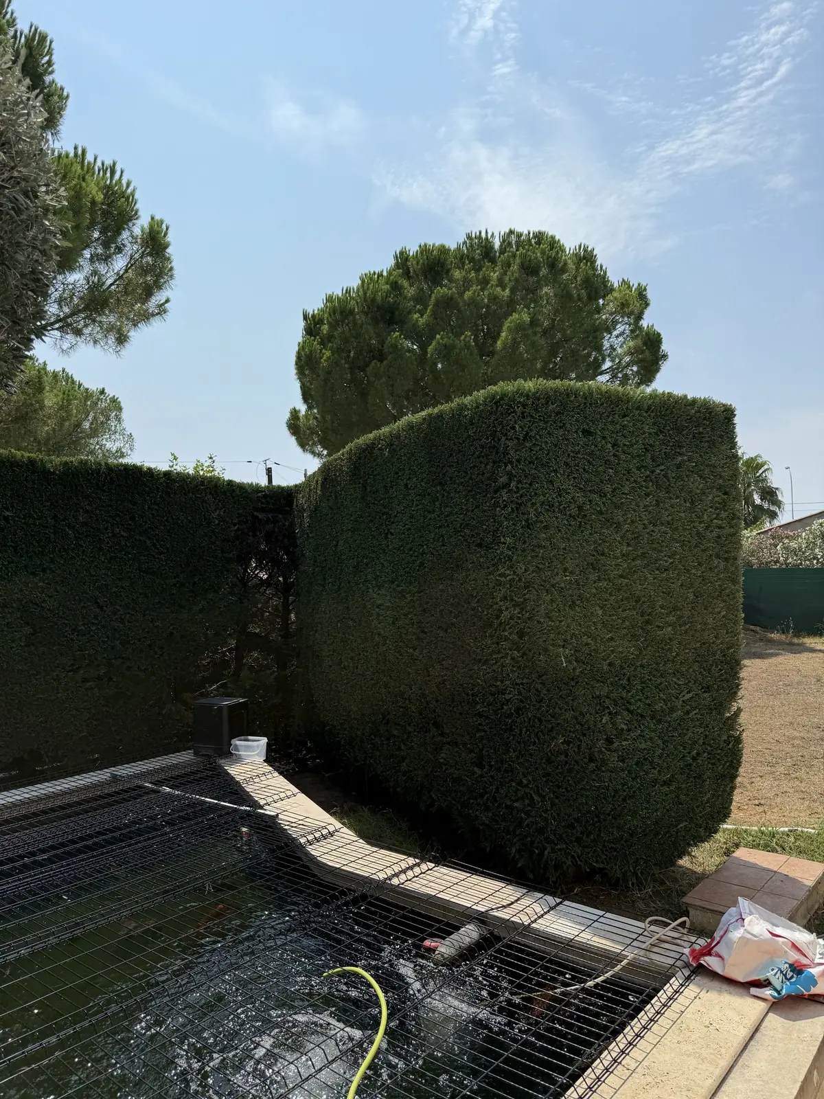 Haie taillée en arrondi au bord d'une piscine