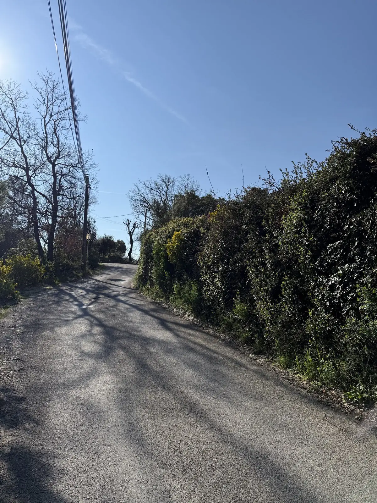 Haie taillée en bord de route