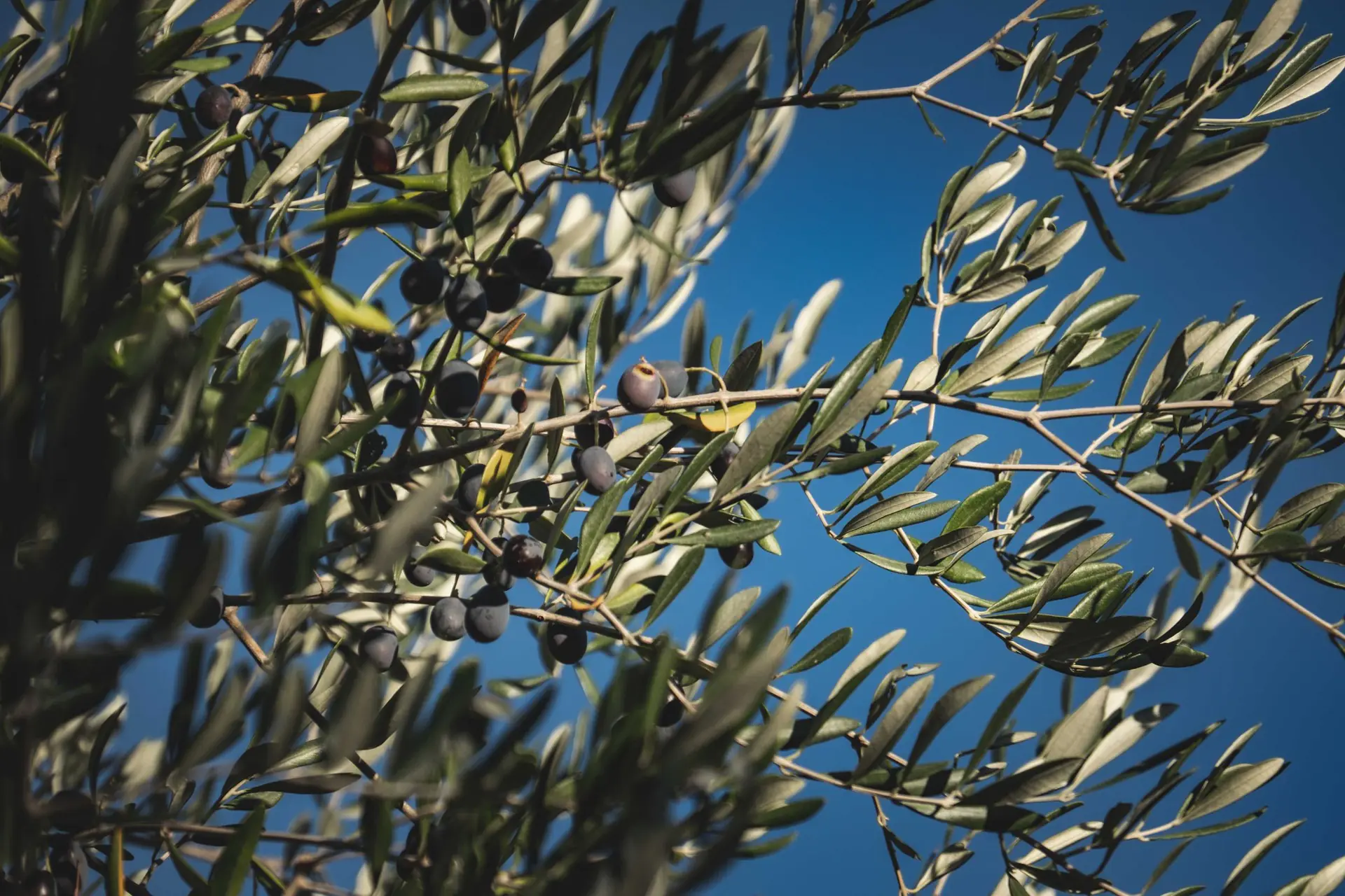 Branches d'olivier chargées d'olives sous un ciel bleu