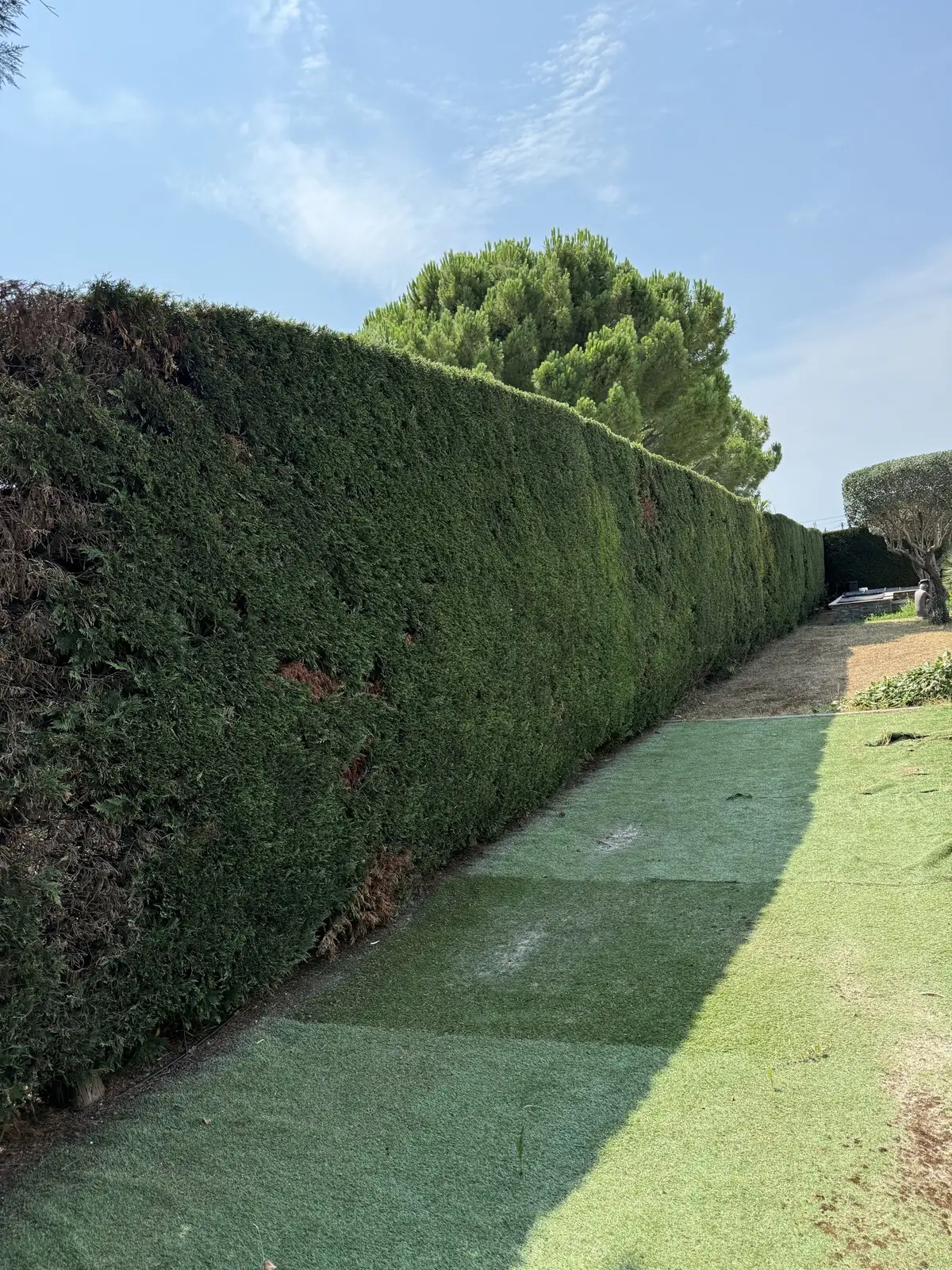 Longue haie de cyprès taillée droite le long d'une allée, chantier de Bechelli Jardin