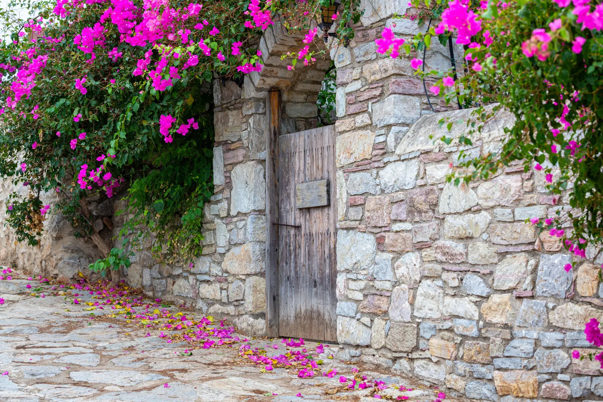 Mur en pierre et portail en bois sous un bougainvillier en fleurs