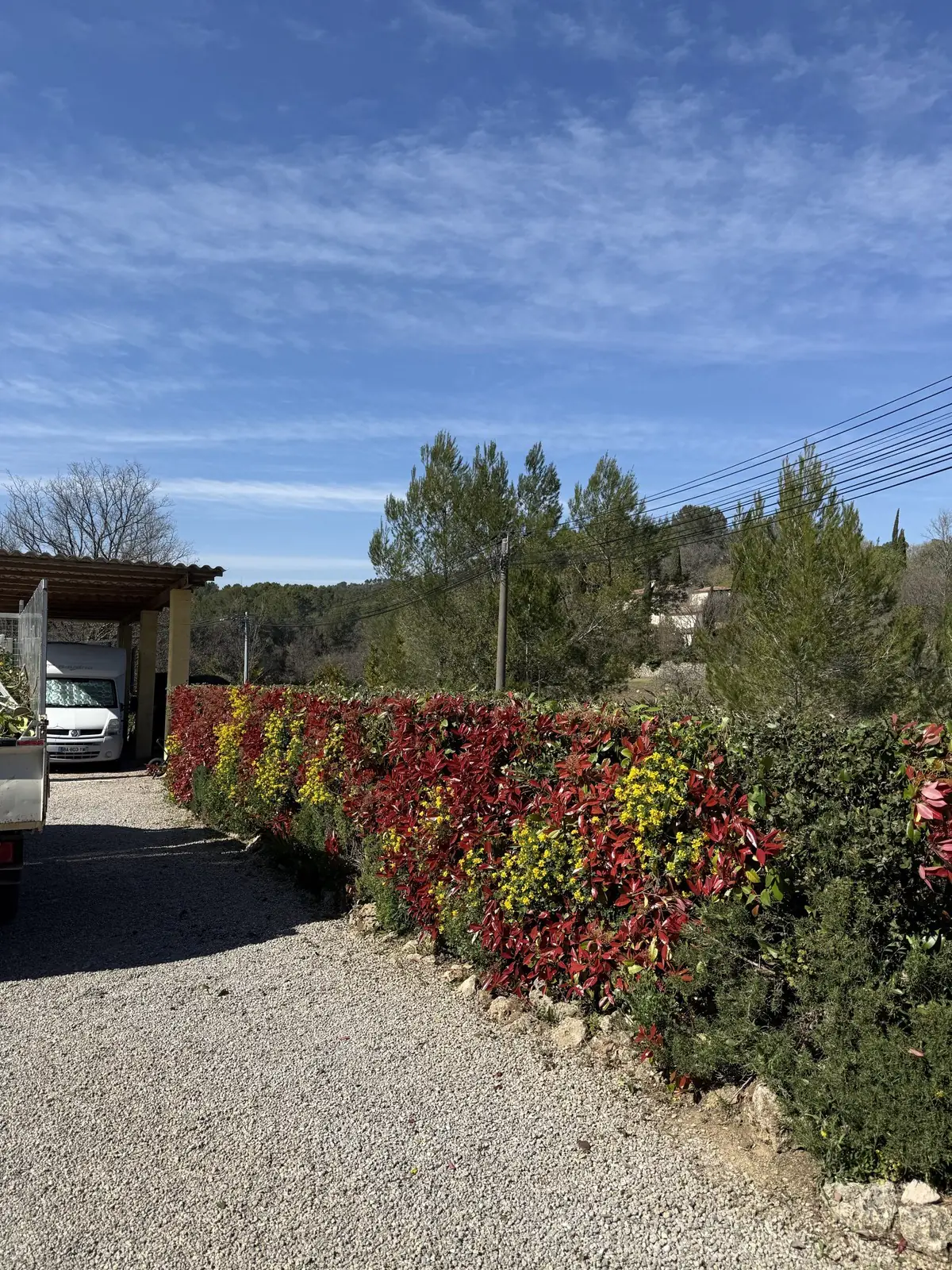 Haie de photinias rouges et verts taillée le long d'une allée