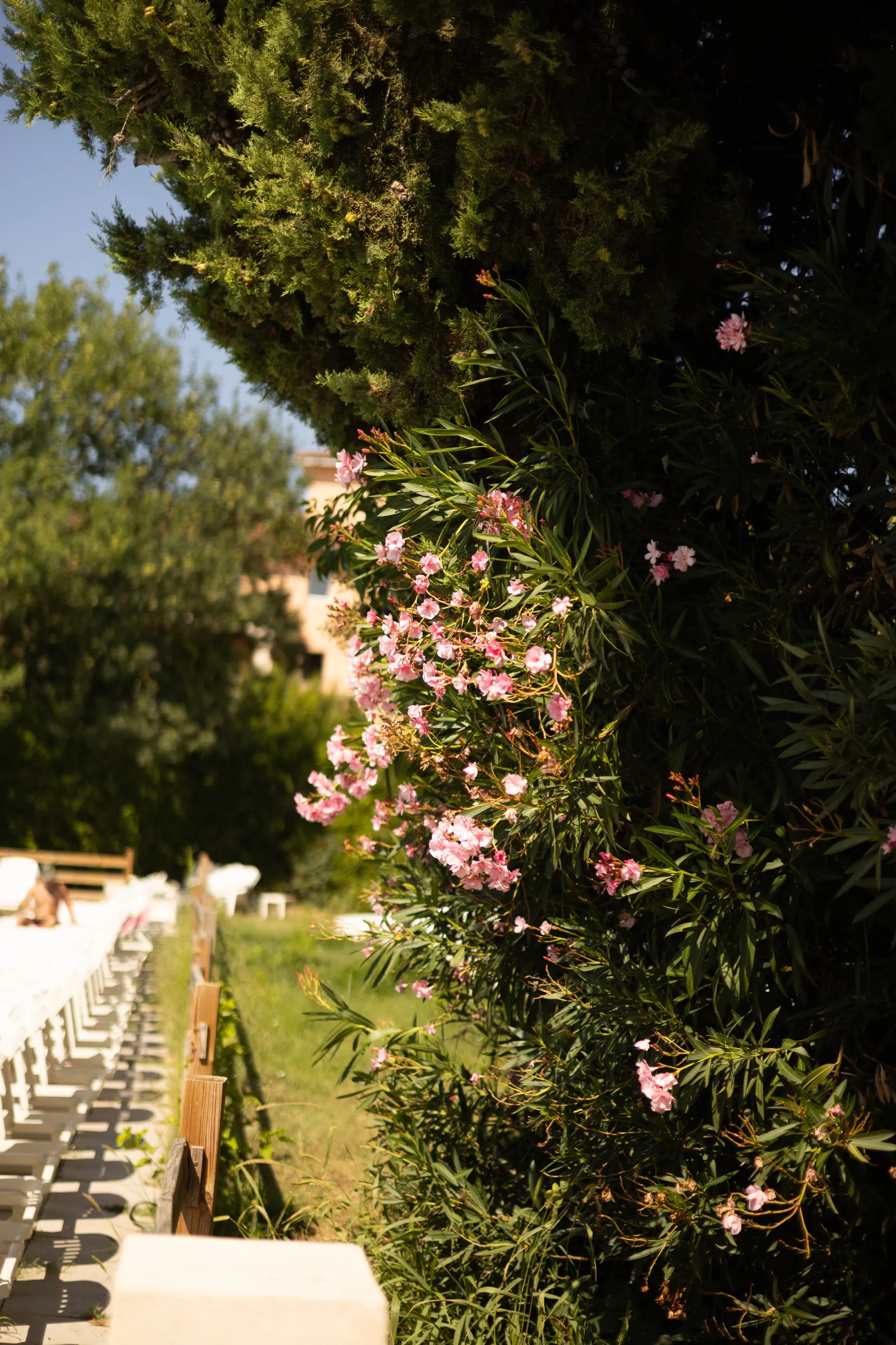 Lauriers roses et grande tablée dressée dans le jardin du restaurant