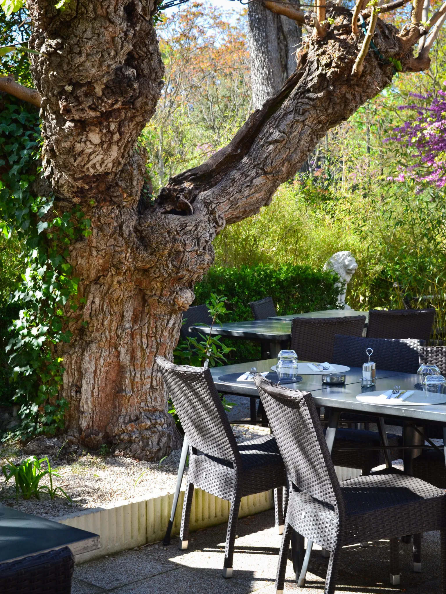 La terrasse dressée à l'ombre du mûrier centenaire