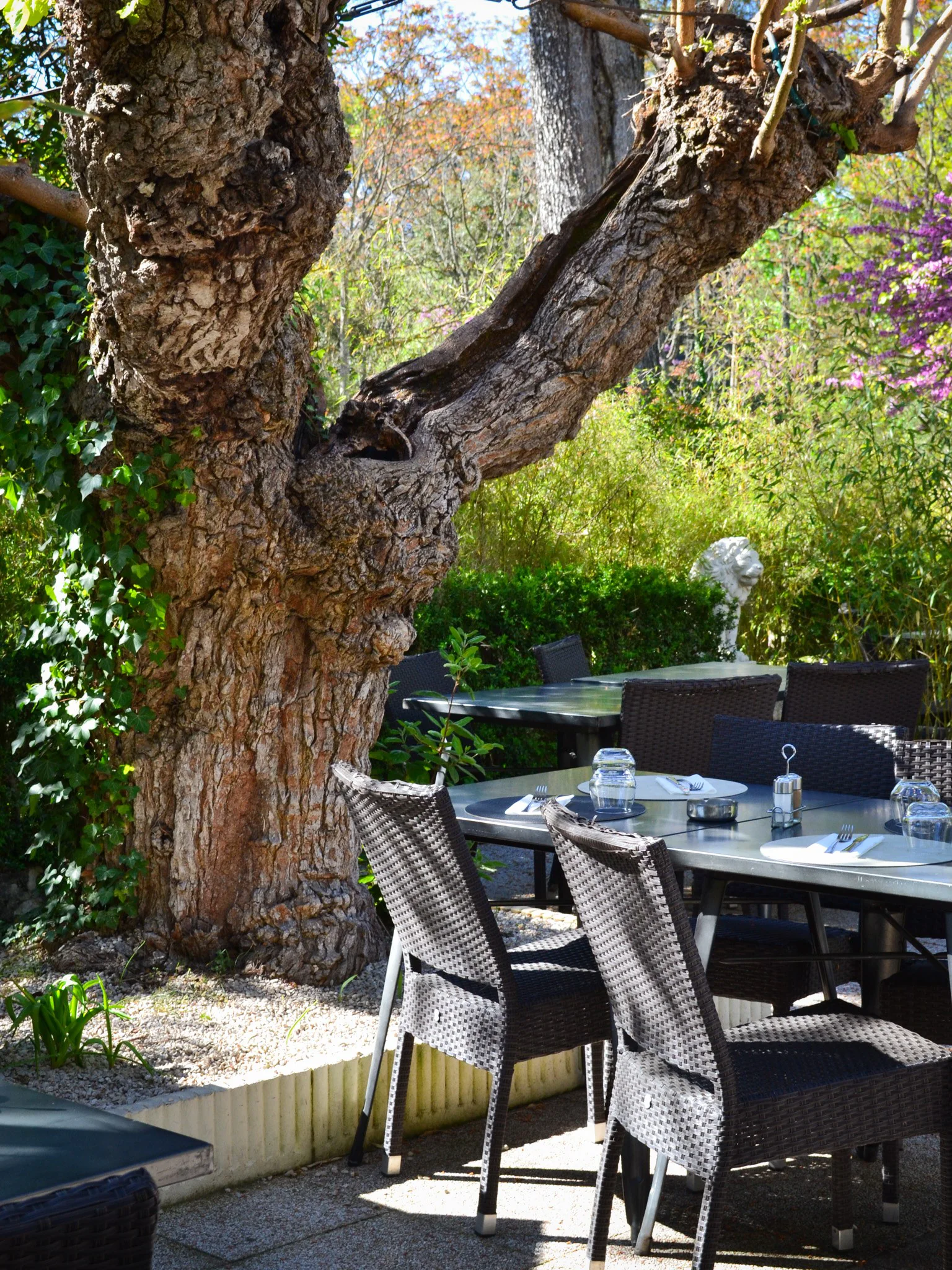La terrasse dressée à l'ombre du mûrier