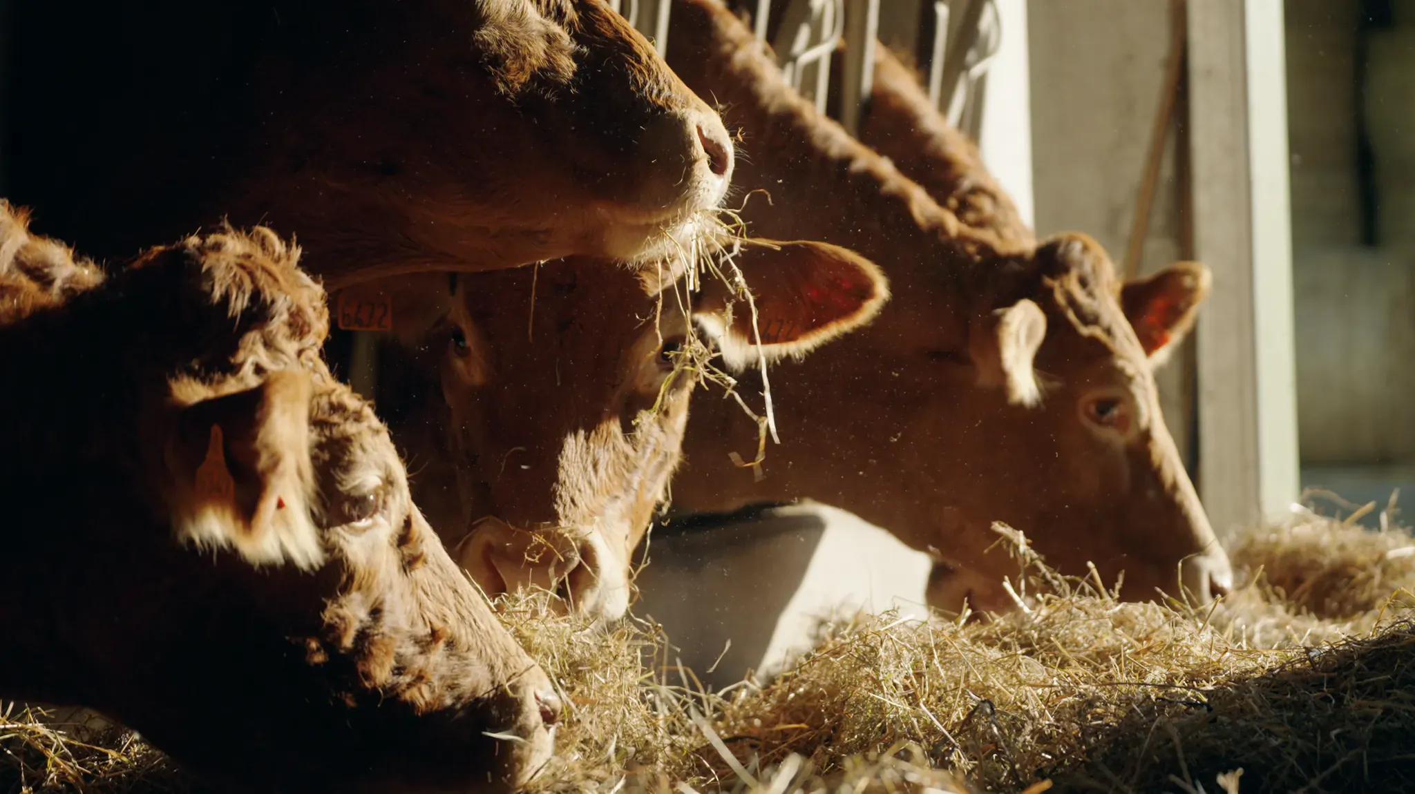 Intermarché